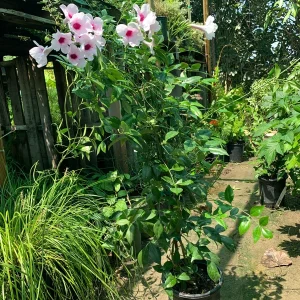 Pink Bower Vine Live Plant - Pandorea Jasminoides Rosea 2 ft tall in 6 inch pot - Image 2