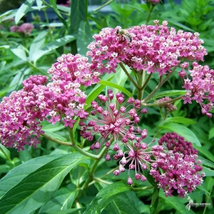 Pink Butterfly Milkweed (Asclepias Incarnata) Bare Root Plant - Pollinator Friendly - Image 2