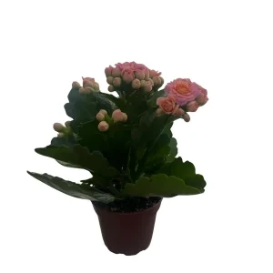 Pink Calandiva Live Plant – Kalanchoe – 2.5 Inch Pot – Double Pink Blooms – Indoor Plant - Image 2