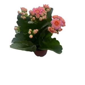 Pink Calandiva Live Plant – Kalanchoe – 2.5 Inch Pot – Double Pink Blooms – Indoor Plant - Image 3