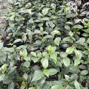 Pink Camellia Live Plant – 4 inch Pot – Outdoor Flowering Shrub - Image 2