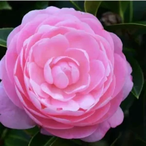 Pink Camellia Live Plant – 4 inch Pot – Outdoor Flowering Shrub - Image 3