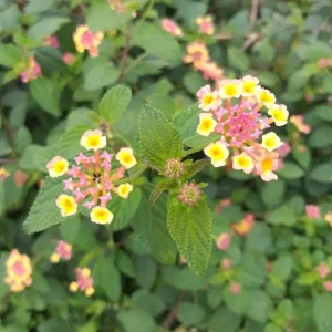 Pink Caprice Lantana Camara Live Plants - Set of 2, 4-6" Tall, Attracts Pollinators, Outdoor - Image 2