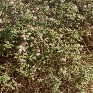 Pink Caprice Lantana Camara Live Plants - Set of 2, 4-6