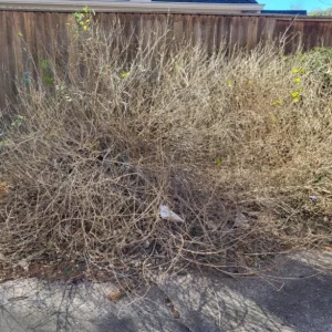 Pink Caprice Lantana Camara Live Plants - Set of 2, 4-6