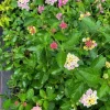 Pink Caprice Lantana Camara Live Plants - Set of 2, 4-6" Tall, Attracts Pollinators, Outdoor - Image 1