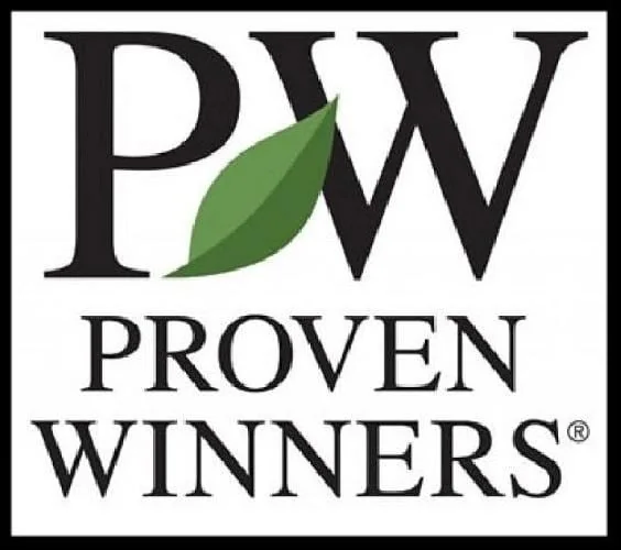 Pink Caryopteris Live Plant - Bluebeard Shrub - 4 inch Pot - Outdoor - Image 2