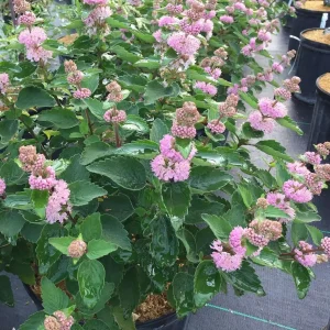 Pink Caryopteris Live Plant - Bluebeard Shrub - 4 inch Pot - Outdoor - Image 1
