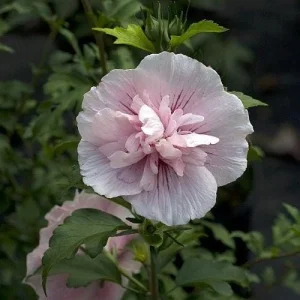 Pink Chiffon Rose of Sharon Live Plant – 4 inch Pot – Outdoor Shrub - Image 1