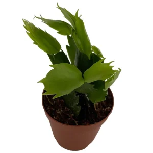 Pink Christmas Cactus Live Plant - Zygocactus - 2 inch Pot Indoor - Image 3