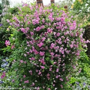 Pink Clematis Live Plant - Pink Mink® Variety - 4 inch Pot - Outdoor Flowering Vine - Image 1