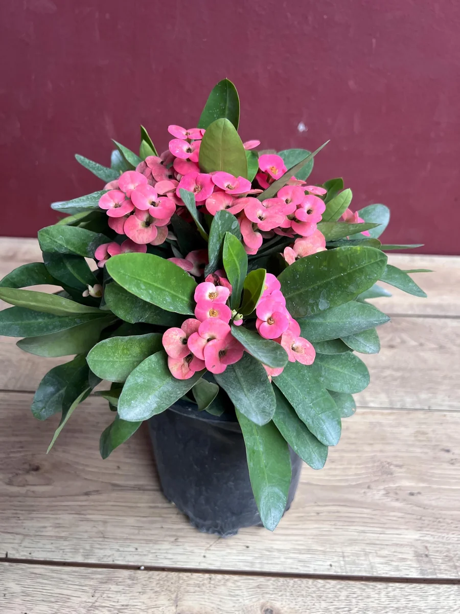 Pink Crown of Thorns Live Plant, Euphorbia milii, 6 inch Pot, Indoor/Outdoor - Image 3