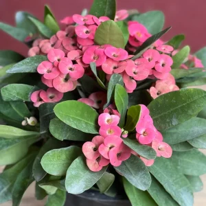 Pink Crown of Thorns Live Plant, Euphorbia milii, 6 inch Pot, Indoor/Outdoor - Image 1