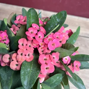 Pink Crown of Thorns Live Plant, Euphorbia milii, 6 inch Pot, Indoor/Outdoor - Image 4