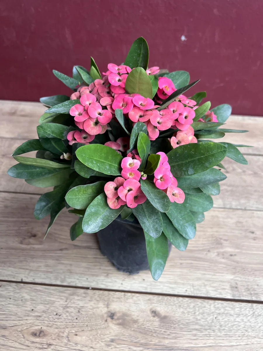 Pink Crown of Thorns Live Plant, Euphorbia milii, 6 inch Pot, Indoor/Outdoor - Image 5