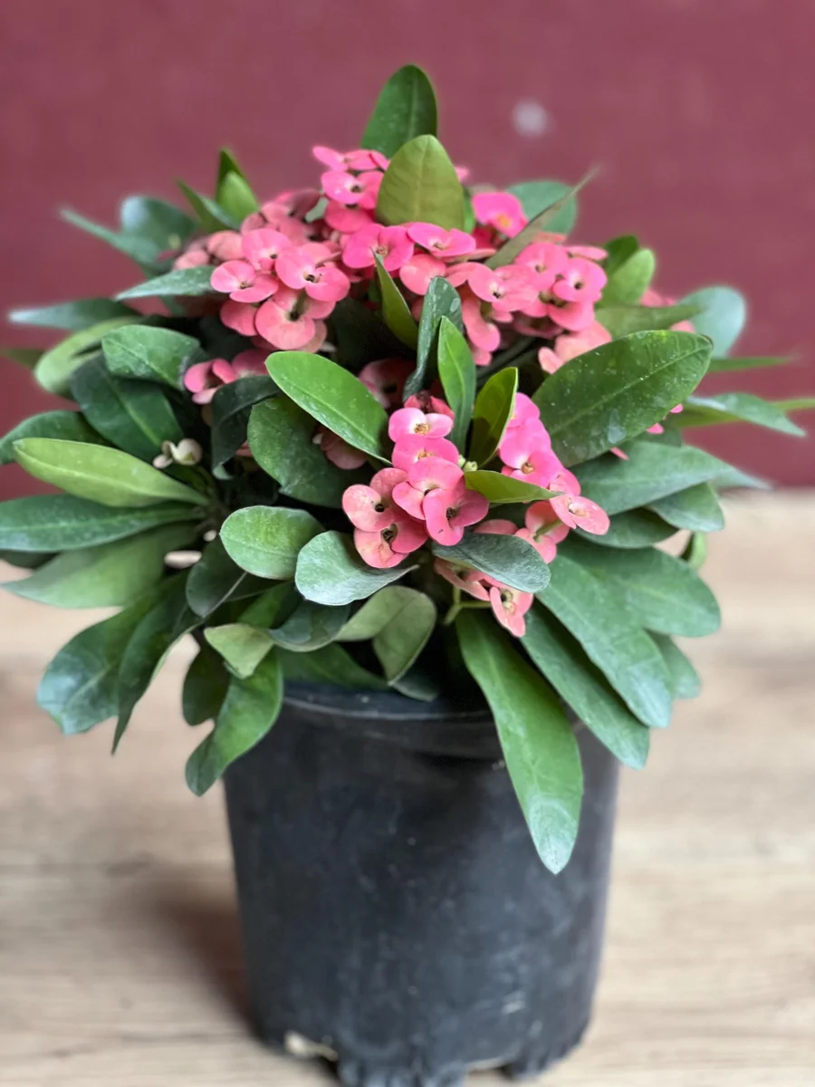 Pink Crown of Thorns Live Plant, Euphorbia milii, 6 inch Pot, Indoor/Outdoor - Image 7
