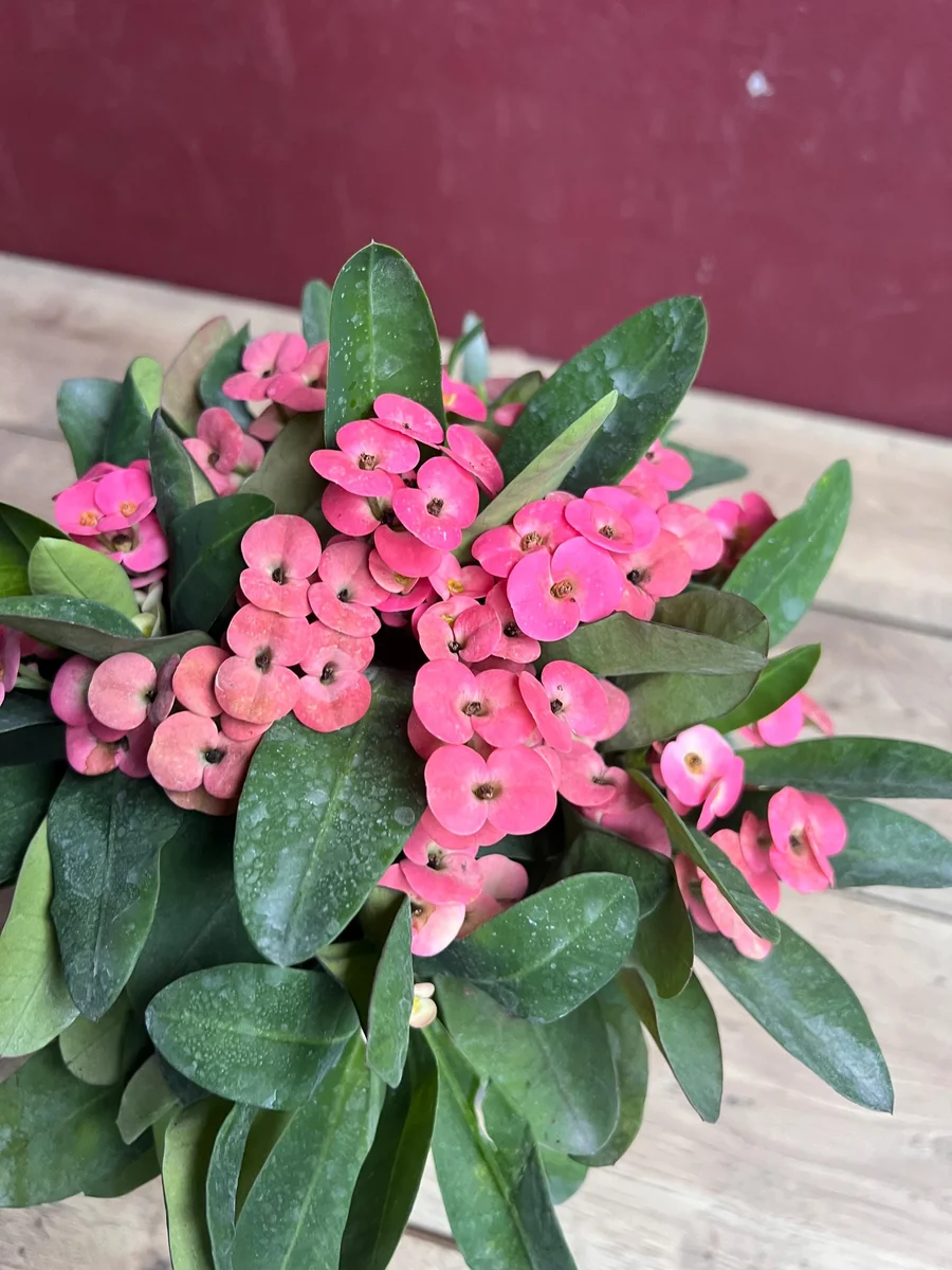 Pink Crown of Thorns Live Plant, Euphorbia milii, 6 inch Pot, Indoor/Outdoor - Image 8