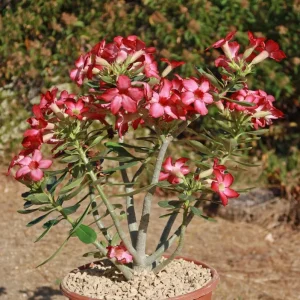 Pink Desert Rose Live Plant - Adenium obesum - 4-6