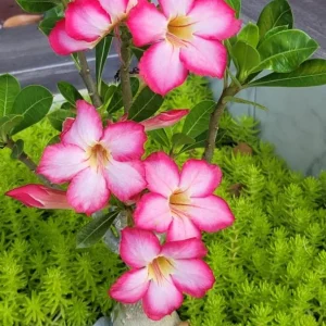 Pink Desert Rose Live Plant - Adenium obesum - 4-6" Tall Starter - Set of 2 Indoor/Outdoor - Image 2