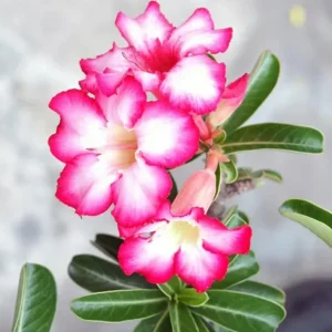 Pink Desert Rose Live Plant - Adenium obesum - 4-6