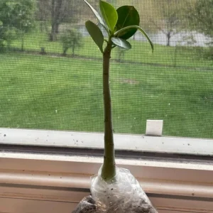 Pink Desert Rose Live Plant - Adenium obesum - 4-6