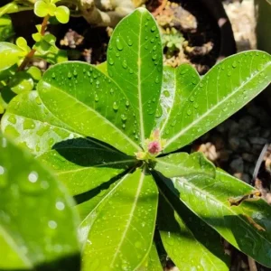 Pink Desert Rose Live Plant - Adenium obesum - 4-6
