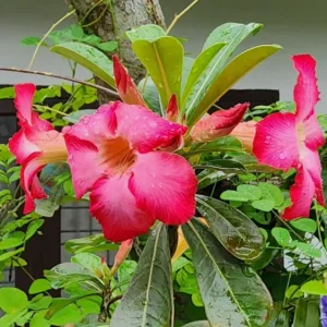 Pink Desert Rose Live Plant - Adenium obesum - 4-6