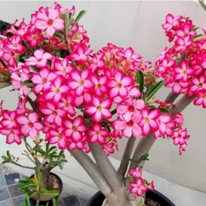 Pink Desert Rose Live Plant - Adenium obesum - 4-6" Tall Starter - Set of 2 Indoor/Outdoor - Image 1