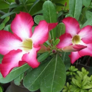 Pink Desert Rose Live Plant - Adenium Obesum Starter - 4-6