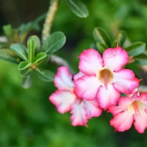 Pink Desert Rose Live Plant - Adenium Obesum Starter - 4-6
