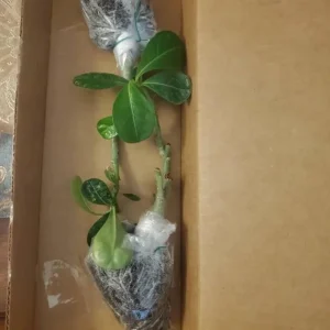 Pink Desert Rose Live Plant - Adenium Obesum Starter - 4-6