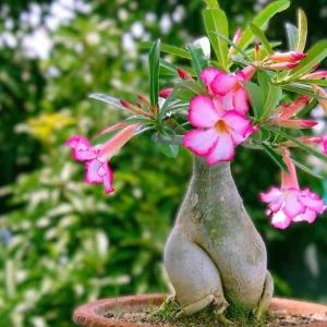 Pink Desert Rose Live Plant - Adenium Obesum Starter - 4-6" Tall - Flowering Succulent - Image 1