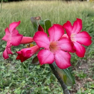 Pink Desert Rose Live Plant - Adenium Obesum Starter - 4-6