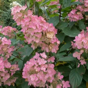 Pink Diamond Hydrangea Bare Root Starter Plant - 3 Pack, 6-8