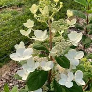 Pink Diamond Hydrangea Bare Root Starter Plant - 3 Pack, 6-8