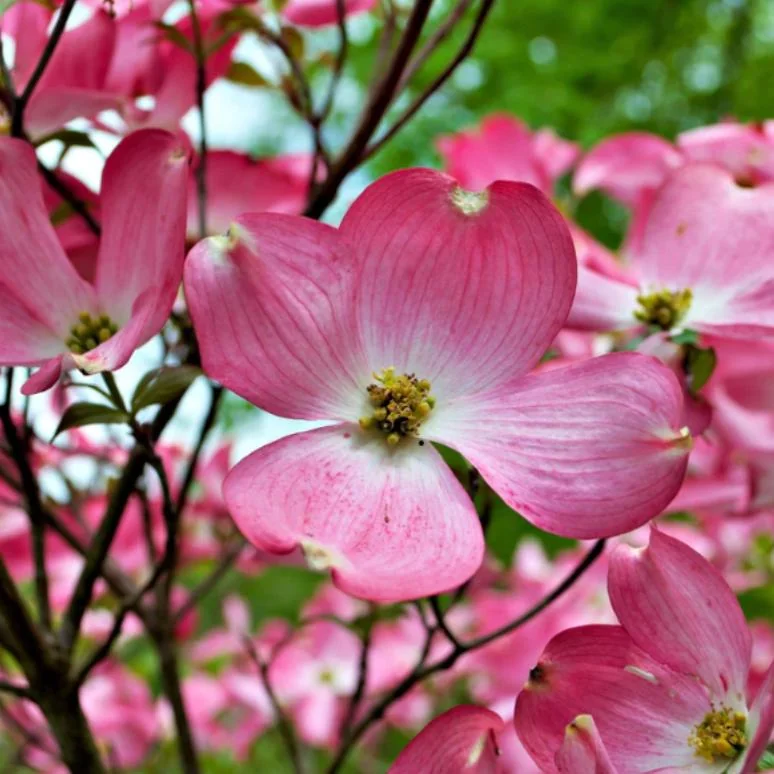 Pink Dogwood Sapling Tree - Live Plant - 10-16" Tall - 1 Quart Pot - Outdoor Ornamental - Image 2