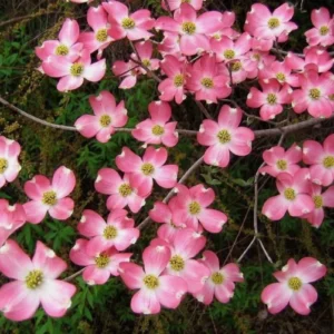 Pink Dogwood Sapling Tree - Live Plant - 10-16
