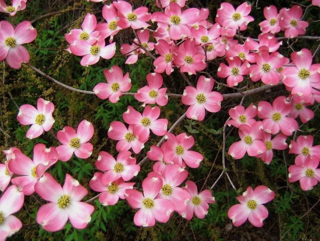 Pink Dogwood Sapling Tree - Live Plant - 10-16" Tall - 1 Quart Pot - Outdoor Ornamental - Image 3