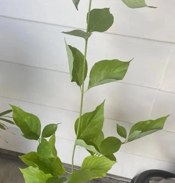 Pink Dogwood Sapling Tree - Live Plant - 10-16" Tall - 1 Quart Pot - Outdoor Ornamental - Image 4