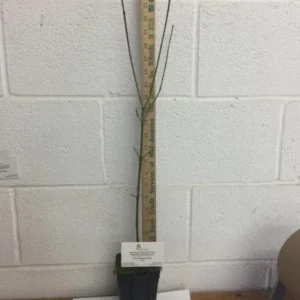 Pink Dogwood Sapling Tree - Live Plant - 10-16