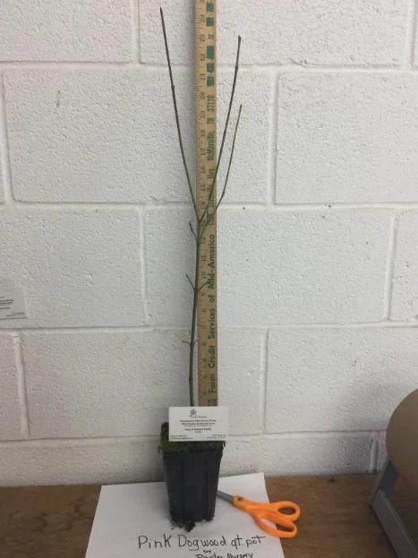 Pink Dogwood Sapling Tree - Live Plant - 10-16" Tall - 1 Quart Pot - Outdoor Ornamental - Image 5