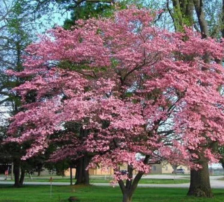 Pink Dogwood Sapling Tree - Live Plant - 10-16" Tall - 1 Quart Pot - Outdoor Ornamental - Image 1