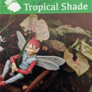 Pink Fairy Arrowhead Plant Live Syngonium Nephthytis 2.5" Pot Indoor Houseplant - Image 2