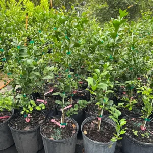 Pink Finger Lime Tree – Live Plant – 3 Gallon Pot – 2-3 Feet Tall - Image 2