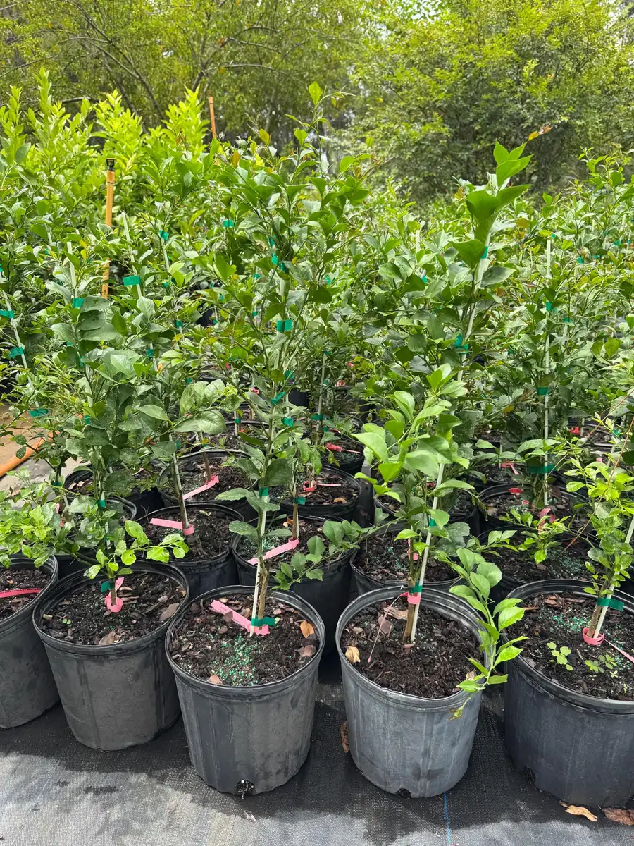 Pink Finger Lime Tree – Live Plant – 3 Gallon Pot – 2-3 Feet Tall - Image 2