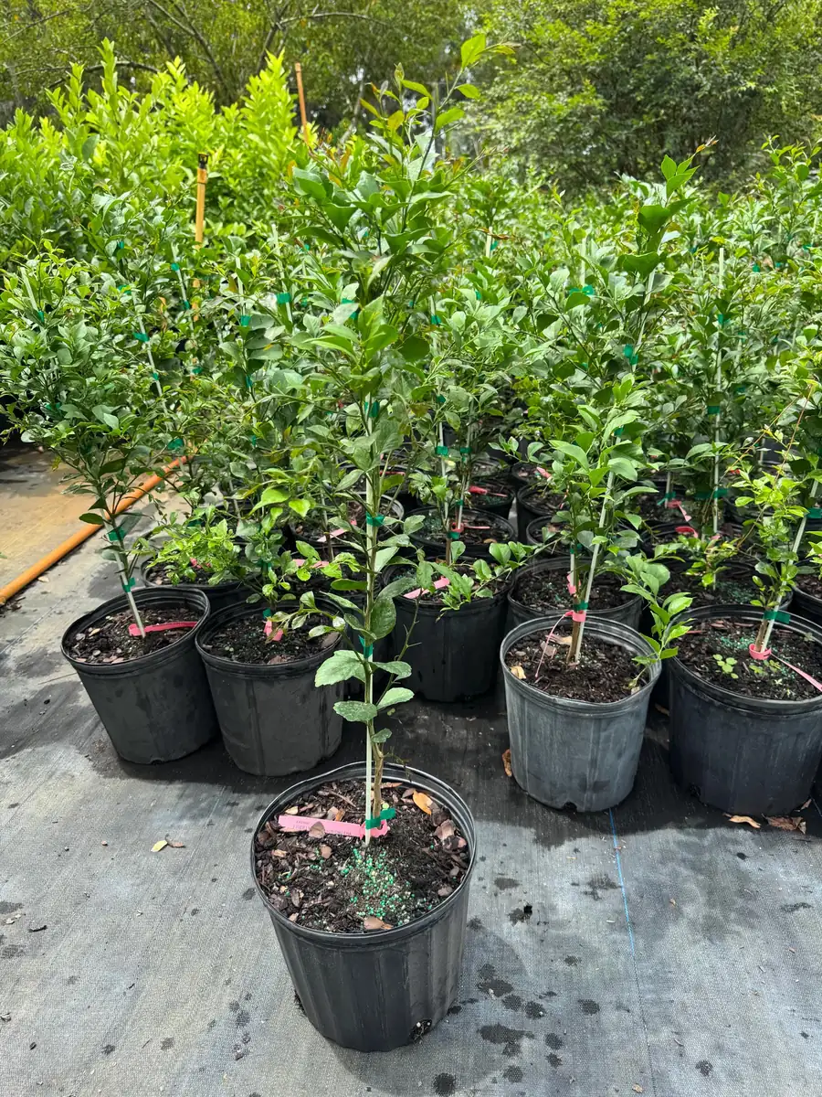 Pink Finger Lime Tree – Live Plant – 3 Gallon Pot – 2-3 Feet Tall - Image 3