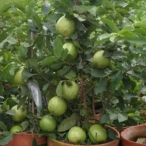 Pink Guava Fruit Tree Live Plant 5-8 inches - Tropical Edible Fruit - Image 10