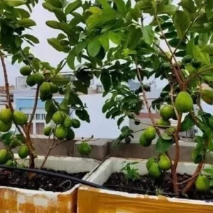 Pink Guava Fruit Tree Plant – Live Tropical Fruit Plant, 9-12 Inches Tall - Image 8