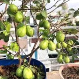 Pink Guava Fruit Tree Plant – Live Tropical Fruit Plant, 9-12 Inches Tall - Image 9