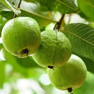 Pink Guava Live Plant - 4-8in Tall Psidium Guajava Tropical Fruit Tree for Home Garden - Image 3